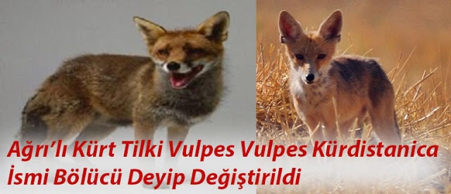 Bölücü Kürt Tilki Vulpes Vulpes Kurdistanica’nın Hikayesi